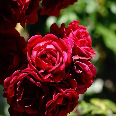 شاليه Esperanzahof