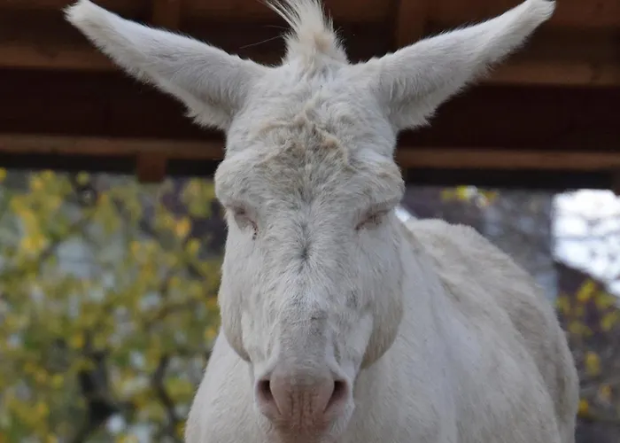 Esperanzahof * Oberndorf an der Melk