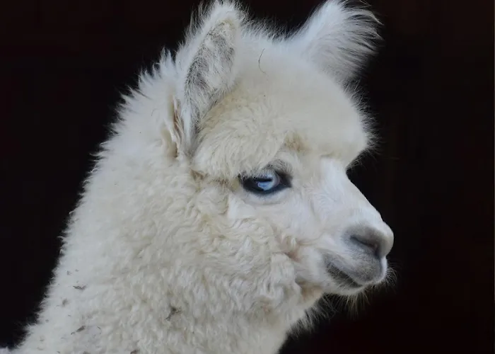 Chalet Esperanzahof Oberndorf an der Melk