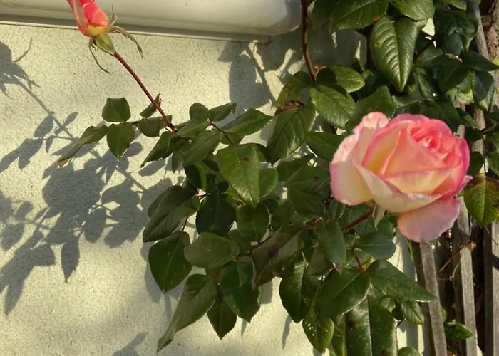 Esperanzahof * Oberndorf an der Melk